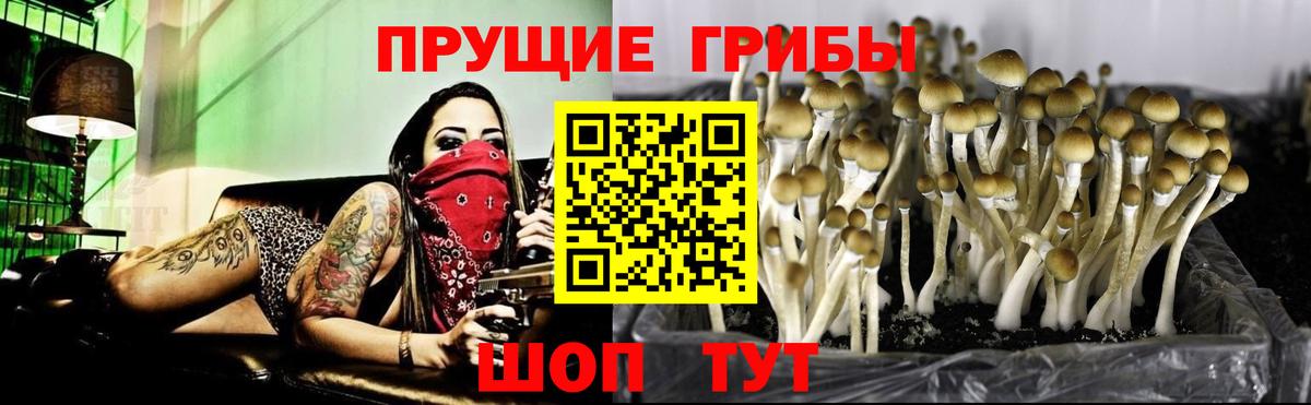 купить   Вход с VPN  Нарткала  Галлюциногенные грибы мицелий 